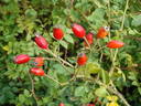 Bradwardine rose photo