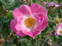Brenda rose photo