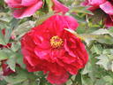 Taiyo peony photo