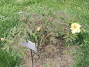 Apricot peony photo