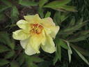Apricot peony photo