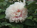 Carolina d'Italie peony photo