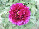 Rimpou peony photo