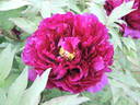 Rimpou peony photo