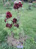Hatsu-garashu peony photo