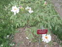 Jishanensis peony photo