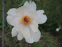 Jishanensis peony photo
