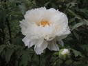 Haku-banriu peony photo