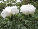 Haku-banriu peony photo