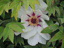 Papaveracea peony photo