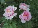 Hana-kisoi peony photo
