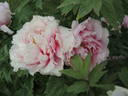 Hana-kisoi peony photo