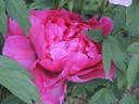 Higurashi peony photo