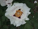 Rock's UK peony photo