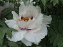 Rock's UK peony photo