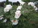 Rock's UK peony photo