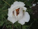 Rock's US peony photo