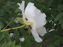 Rock's US peony photo