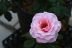 Our Lady of Guadalupe ™ rose photo