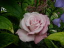 Smooth Moonlight ™ rose photo