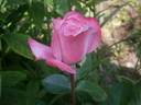 Smooth Moonlight ™ rose photo