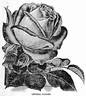 Impératrice Eugénie rose photo