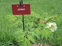 Artemis peony photo