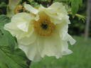 Artemis peony photo