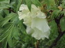 Artemis peony photo