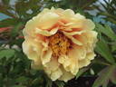Harvest peony photo