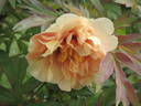 Harvest peony photo