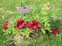 Black Pirate peony photo
