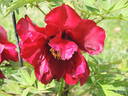Black Pirate peony photo