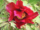 Black Pirate peony photo