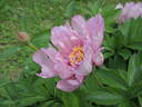 First Arrival peony photo