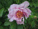 First Arrival peony photo