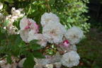 La Guirlande rose photo