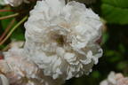 La Guirlande rose photo