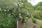 La Guirlande rose photo