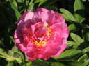 Hi-Mabel peony photo