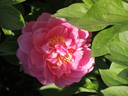 Hi-Mabel peony photo