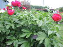Postilion peony photo