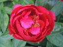 Postilion peony photo