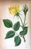 Joseph Bernacchi rose photo