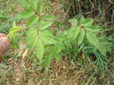 <i>R. boursaultii</i> rose photo