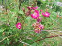 <i>R. boursaultii</i> rose photo