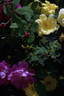 <i>R. boursaultii</i> rose photo