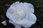 Cosmos rose photo