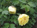 Alice Harding peony photo