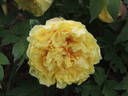 Alice Harding peony photo